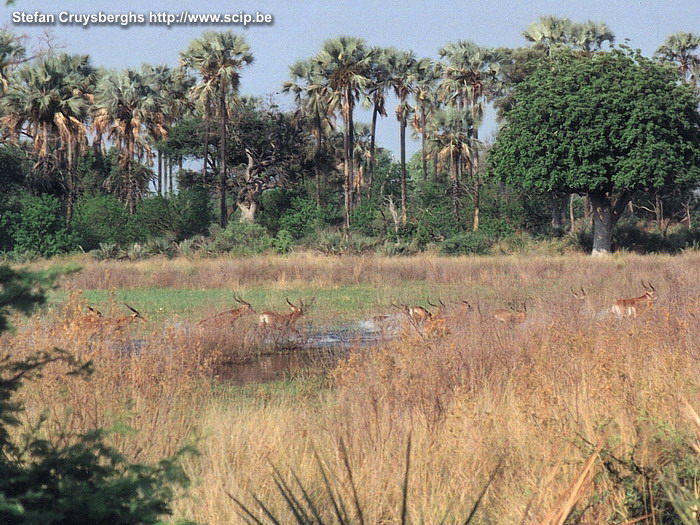 Okavango - Lechwes In the early morning and at sunset, we started, each time in small groups, to do some walking safaris. At a certain moment, we saw a whole group of lechwes flee into the swampland. Stefan Cruysberghs